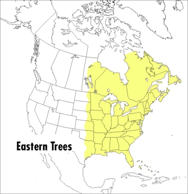 A Peterson Field Guide to Eastern Trees: Eastern United States and Canada  Including the Midwest