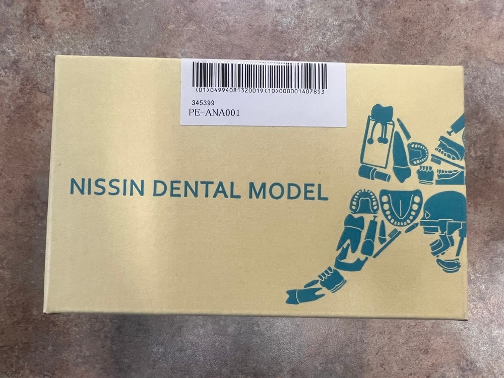 Nissin Dental Model - Teeth