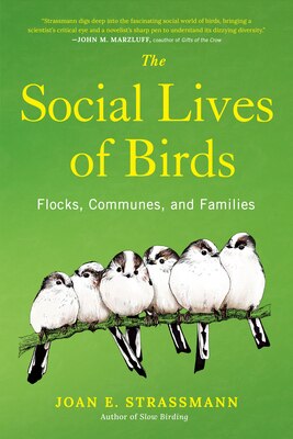 The Social Lives of Birds: Flocks Communes and Families