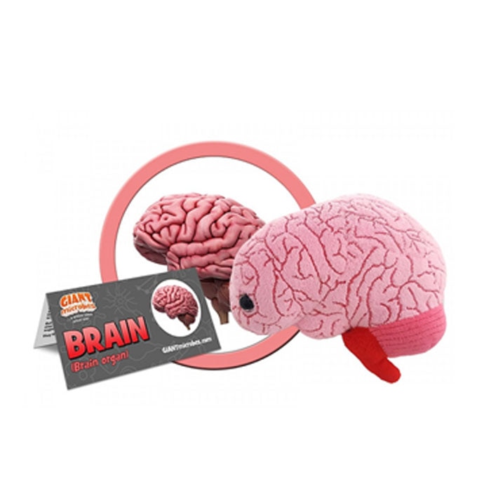 Brain Organ