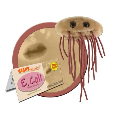 E.Coli