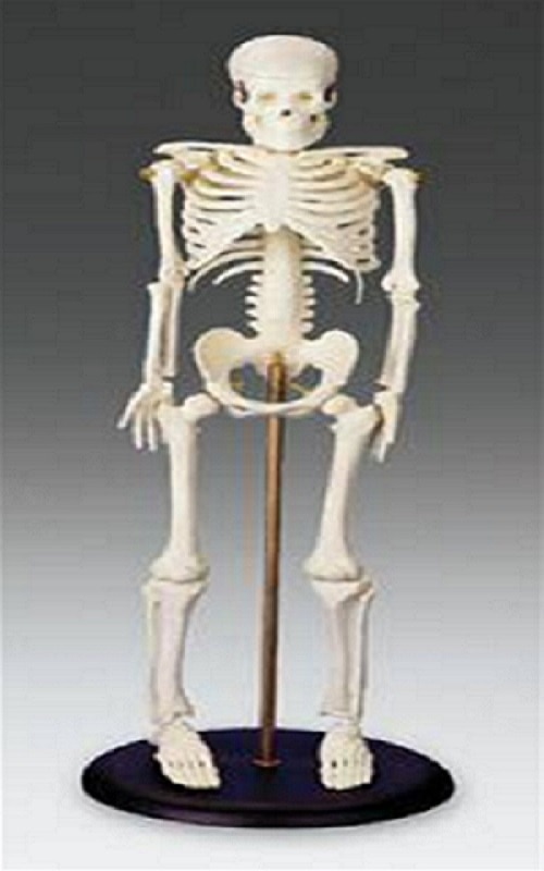 Tiny Tim Skeleton