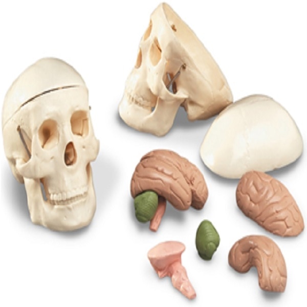 Miniature Skull With 8Pc Brain