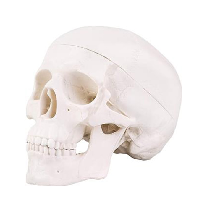 Mini Anatomical Skull