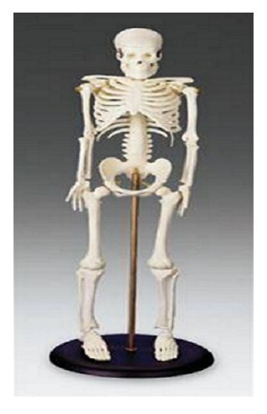 17" Mini Skeleton