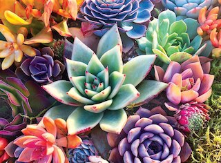 Simple Succulents - 1000 Piece Puzzle