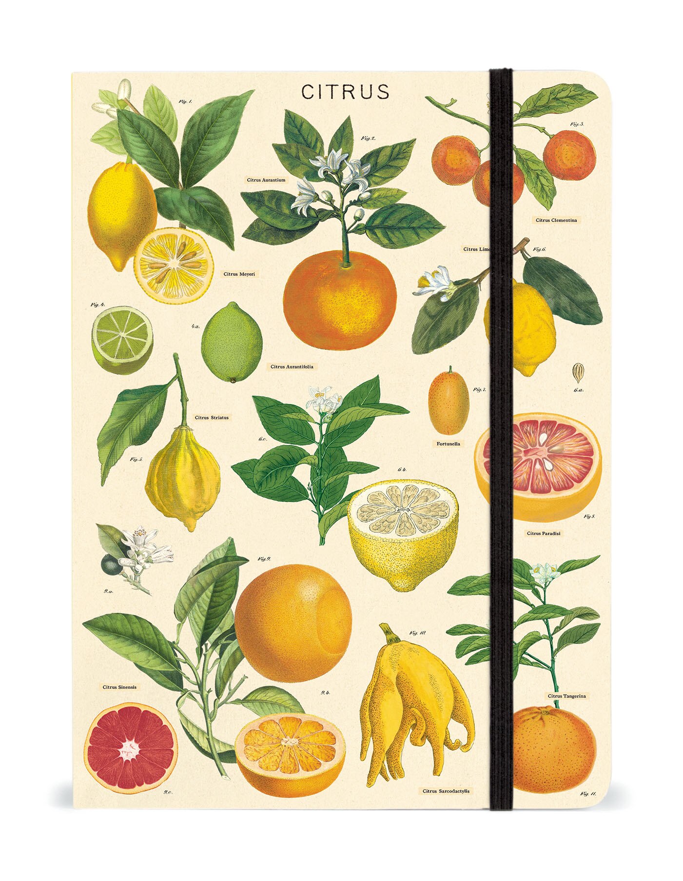 Citrus Notebook with Elastic