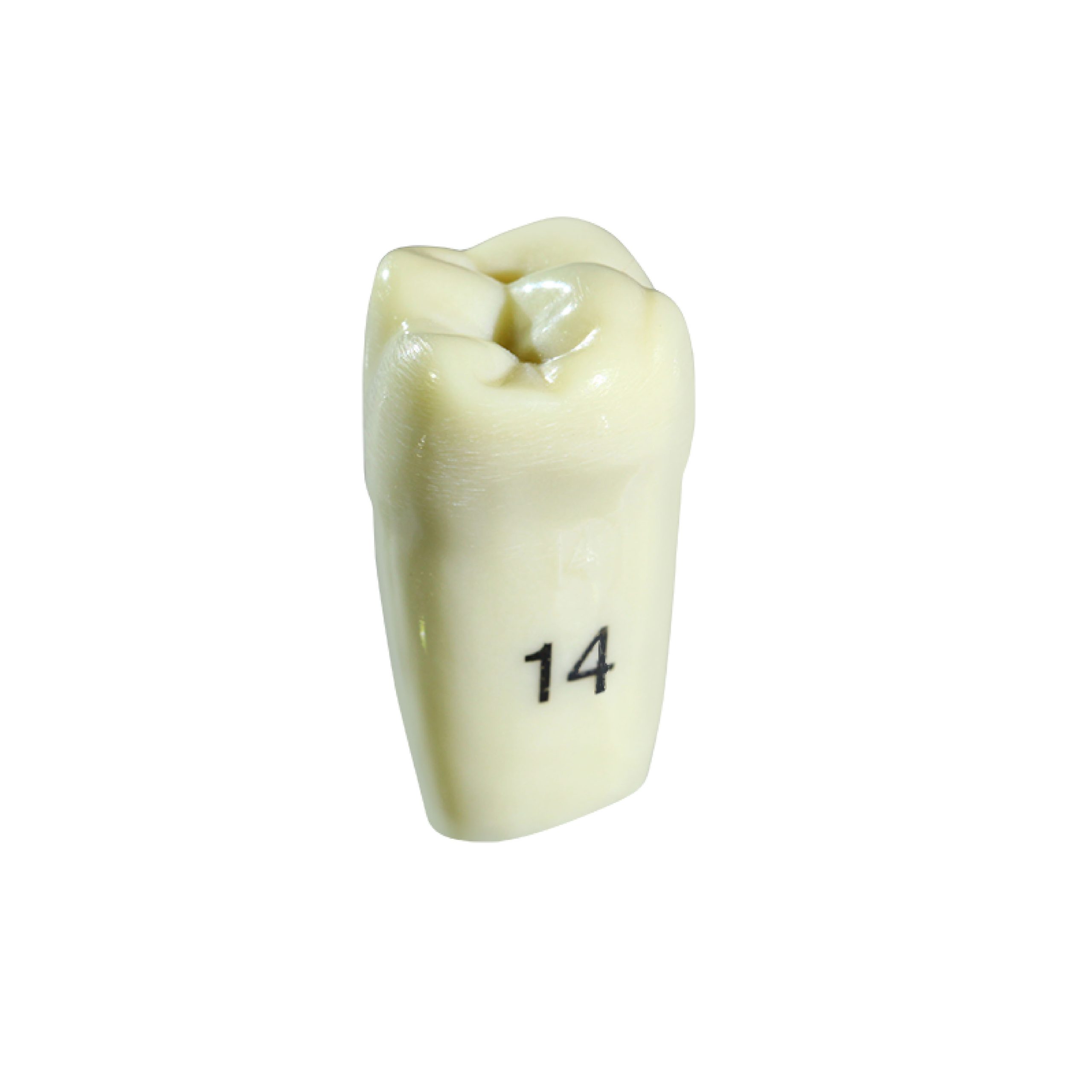 Ivorine Tooth 186014  14