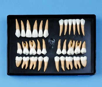 Set Of 32 Antmcl Teeth 2.5Xnat