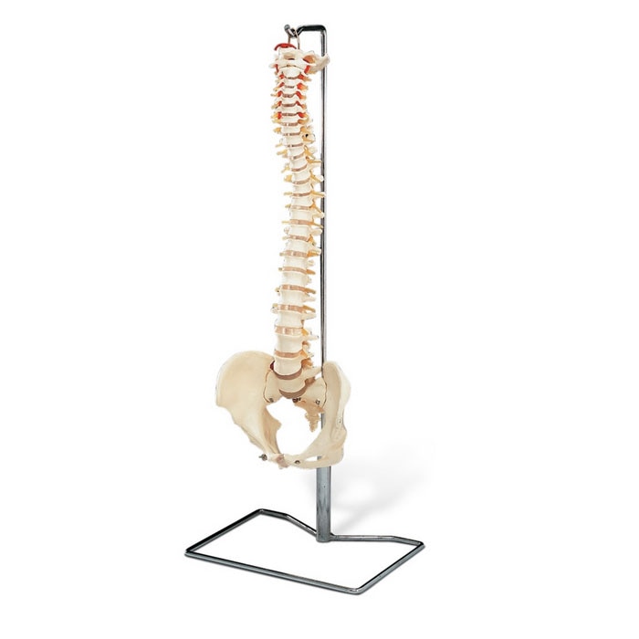 Vertebral Column