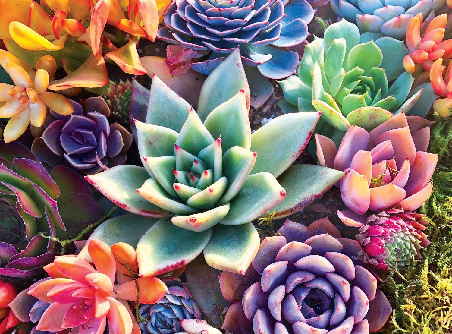 Simple Succulents - 1000 Piece Puzzle