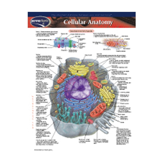 Cellular Anatomy Chart