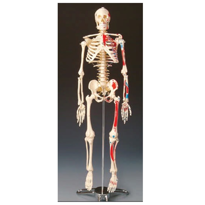 Painted Big Tim Skeleton